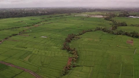 Aerial 4K view of rice fields in Penarungan Village on Bali, Indonesia Stock Footage 325510895