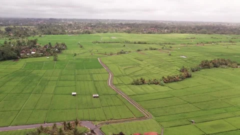 Aerial 4K view of rice fields in Penarungan Village on Bali, Indonesia Stock Footage 325510958