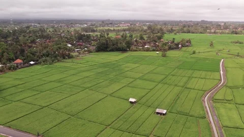 Aerial 4K view of rice fields in Penarungan Village on Bali, Indonesia Stock Footage 325510968