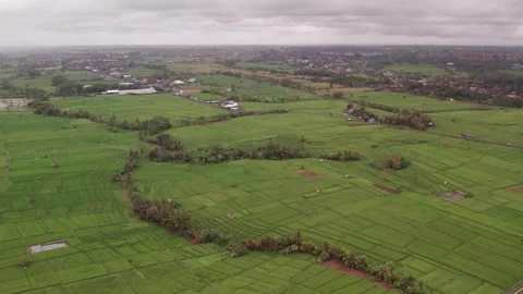 Aerial 4K view of rice fields in Penarungan Village on Bali, Indonesia Stock Footage 325511195