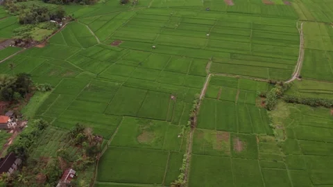 Aerial 4K view of rice fields in Penarungan Village on Bali, Indonesia Stock Footage 325511198