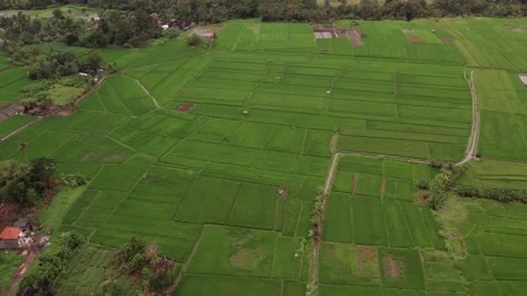 Aerial 4K view of rice fields in Penarungan Village on Bali, Indonesia Stock Footage 325511242