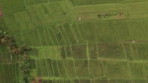 Aerial 4K view of rice fields in Penarungan Village on Bali, Indonesia Stock Footage 325511265