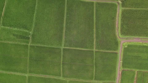 Aerial 4K view of rice fields in Penarungan Village on Bali, Indonesia Stock Footage 325511341