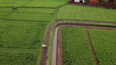 Aerial 4K view of rice fields in Penarungan Village on Bali, Indonesia Stock Footage 325511359