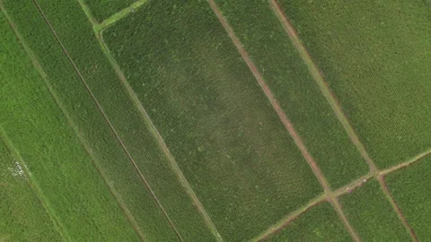 Aerial 4K view of rice fields in Penarungan Village on Bali, Indonesia Stock Footage 325511419