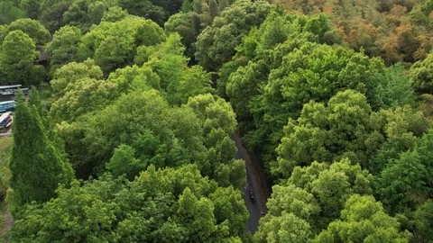 Aerial 4K view of the road between forest green trees and lake, Hangzhou, China Stock Footage 240626152