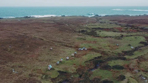 Aerial 4k view of sheep in Irish countryside landscape Stock Footage 101540907