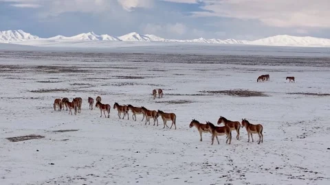 Aerial 4K View of Tibetan Wild Donkeys Grazing on Snowy Qinghai-Tibet Plateau Stock Footage 294721753