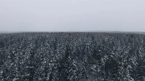 AERIAL 4K: View of Winter Forest Stock Footage 59163142
