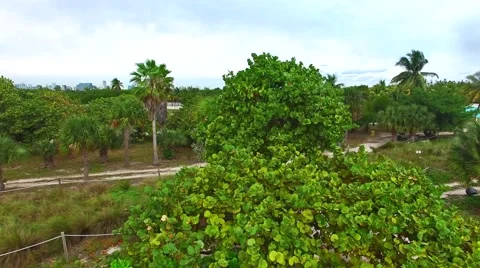 Aerial 4K Virginia Key Beach Park in Key Biscayne, Florida Stock Footage 59125242