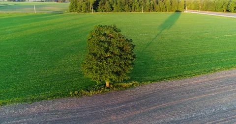 Aerial 90 Degrees Around Single Tree And Its Shadow From Setting Sun Over Field Stock Footage 189150737