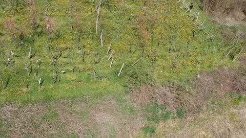Aerial abandoned vineyard Stock Footage 88821419