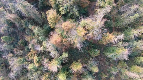 AERIAL Above a forest in fall Stock Footage 119040438