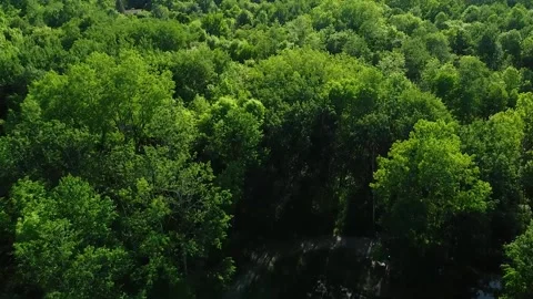 Aerial: Above the Forest Stock Footage