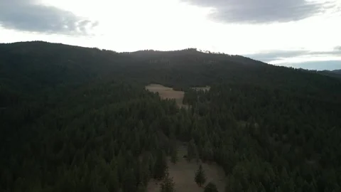 Aerial above pine tree forest in White Bird Idaho on hazy fall day Stock Footage 321427468