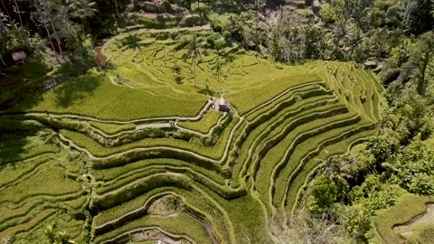 Aerial above the rice fields in Bali Stock Footage 233403277