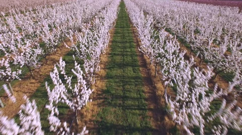 Aerial above rows of full bloom stonefruit Stock Footage 54740558