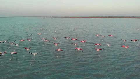 Aerial above top view of flock flamingos in salt lake waters Stock Footage 144060286
