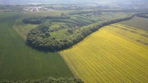 Aerial above view of spring rapeseed flower field canola Stock-Footage 109082337