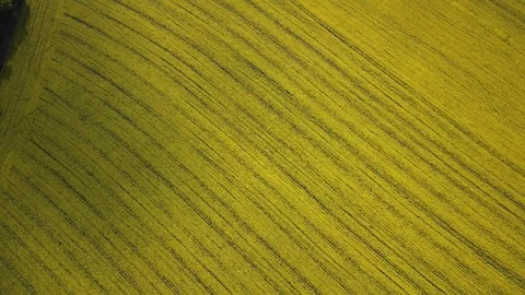 Aerial above view of spring rapeseed flower field canola Stock-Footage 109083525