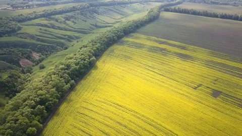 Aerial above view of spring rapeseed flower field canola Stock-Footage 109090732