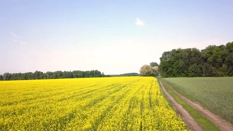 Aerial above view of spring rapeseed flower field canola Stock-Footage 109090956