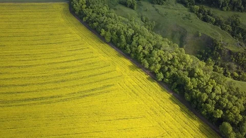 Aerial above view of spring rapeseed flower field canola Stock-Footage 109091733