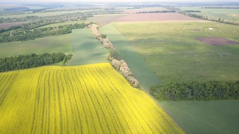 Aerial above view of spring rapeseed flower field canola Stock-Footage 109091999