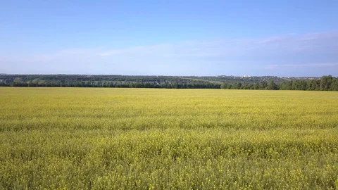 Aerial above view of spring rapeseed flower field canola Video stock 109616389