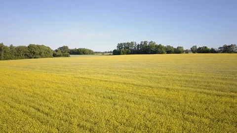 Aerial above view of spring rapeseed flower field canola Video stock 109616458