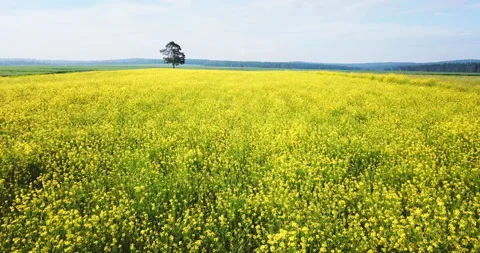Aerial above view of spring rapeseed flower field blooming beautiful yellow Video stock 123784475