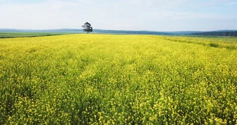 Aerial above view of spring rapeseed flower field blooming beautiful yellow Stock Footage 123786104