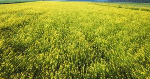 Aerial above view of spring rapeseed flower field blooming beautiful yellow Stock Footage 123788002