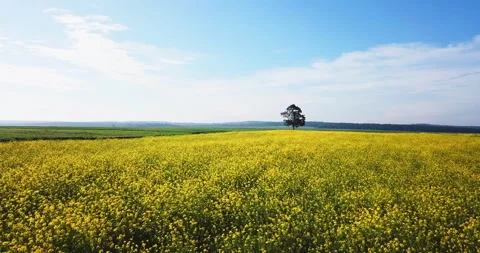 Aerial above view of spring rapeseed flower field blooming beautiful yellow Stock Footage 123789912