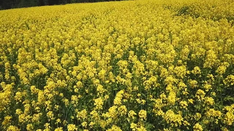 Aerial above view of spring rapeseed flower field blooming beautiful yellow Stock Footage 145633876
