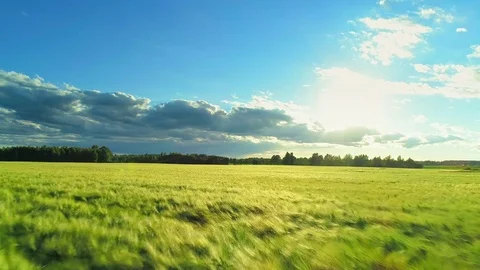 Aerial agricultural countryside scenery yellow green barley field blue sky Stock Footage