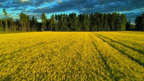 Aerial agricultural scenery blooming canola yellow field clouds blue sky sunny Stock Footage