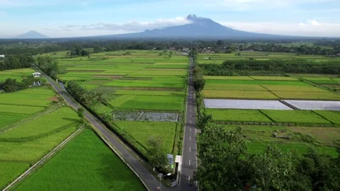 Aerial agriculture in rice fields Merapi mountain view in the morning Vídeo Stock 170973974