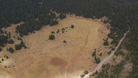 Aerial alpine meadow with dry grass dirt track and bordering forest road Stock Footage 344095494