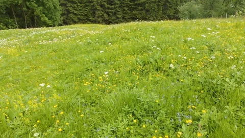 Aerial: alpine mountain meadow with grass, wild flowers, insects Stock Footage 95116952