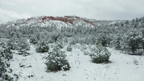 Aerial: Alpine pine trees covered in snow red mountain range. Utah, USA Stock Footage 130223578