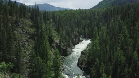 Aerial Altay forest river in a deep gorge Stock Footage 137866946