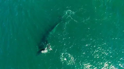 Aerial Of Amazing Humpback Whales Swimmi... | Stock Video | Pond5