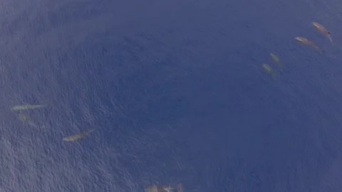 Aerial angle dolphin relaxing on the surface of the water Video stock 221575854