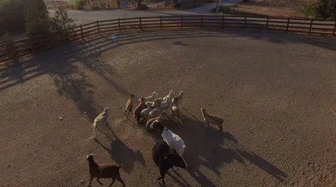 Aerial Animals Running Video stock 62767666