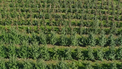 Aerial Apple Trees Stock Footage 96018760