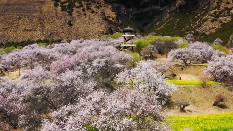 Aerial approach through peach blossoms toward a wooden tower in Tibet Video stock 345887733