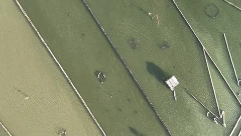 Aerial of aquaculture frame structures on lagoon water 4K Stock Footage 339861393