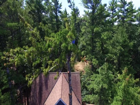 Aerial arboriculture tree cutting Stock Footage 74835750